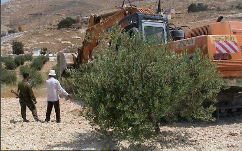 The Olive Harvest Season in Palestine, 2003