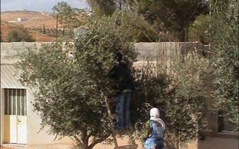 Olive Harvest in Palestine. Another Season, Another Anguish