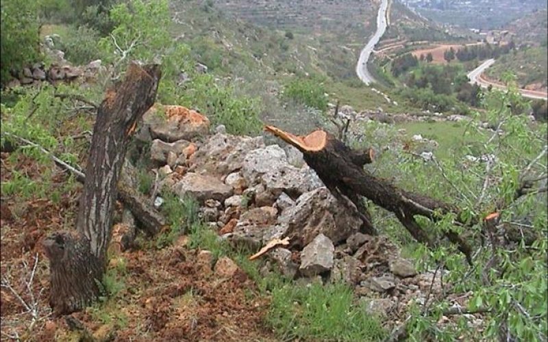 State Vandalism: Israel Disrupts Nature in Al-Walaja Village