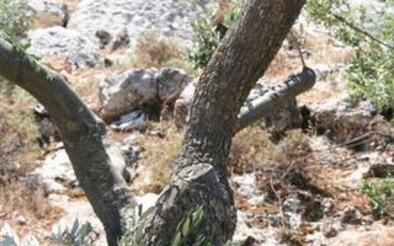 Ecocide in Beit Jala … Again !!!