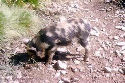 Israeli brought wild pigs destroy tens of dunums in Deir Ballut plain