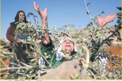 Hagai settlers cut olive trees in Ar Rihiya village