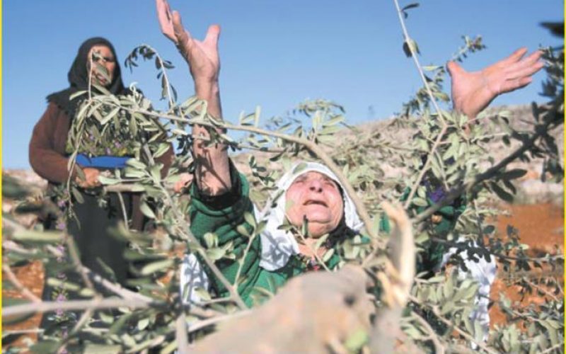 Hagai settlers cut olive trees in Ar Rihiya village