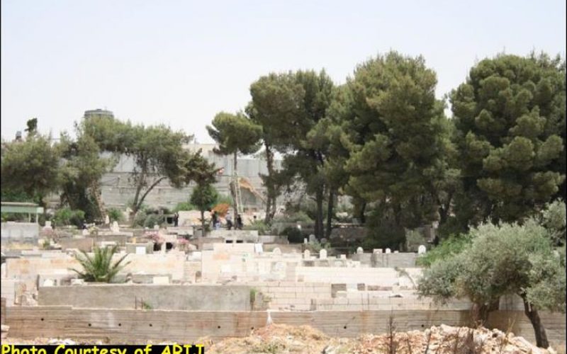 Uprooting of Trees in the Vicinity of Rachel’s Tomb