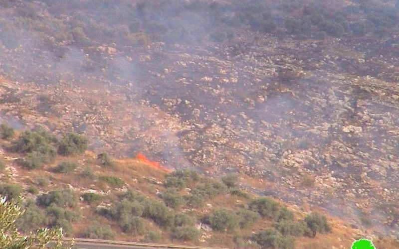 Israeli arson war continued against Palestinian agricultural land in Far’un village