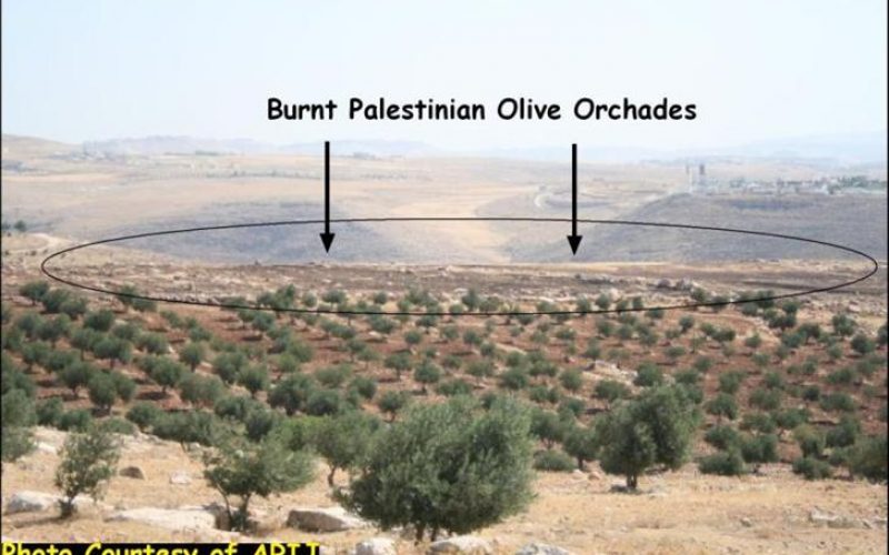 Israeli Settlers Set Fire to Palestinian Agricultural Lands in the Village of Tequ’ in Bethlehem Governorate