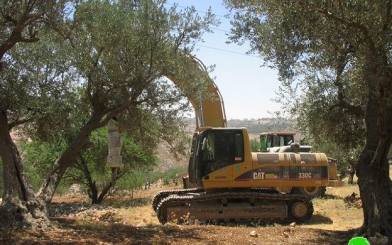 قلع أشجار زيتون معمرة ومصادرة أراضي في بيت حنينا – القدس