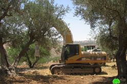 Devastation of land and uprooting of long- lived olive trees in Beit Hanina