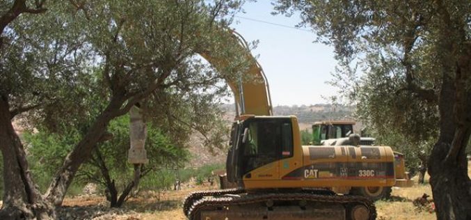 Devastation of land and uprooting of long- lived olive trees in Beit Hanina