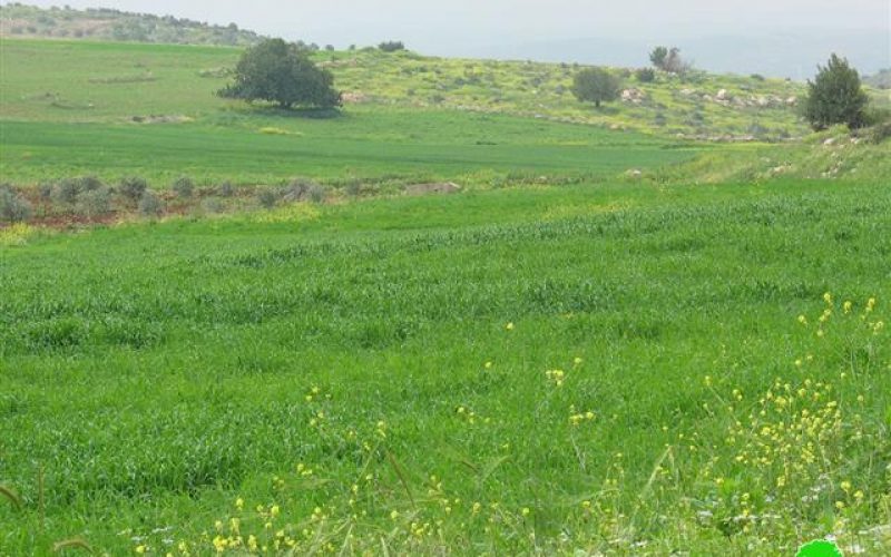 Palestinian Farmers prevented from tending their lands in the eastern side of the Segregation Wall’s path