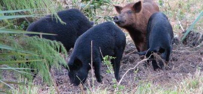 As Swine Flu Fear Spreads, Israeli Colonists Let Loose More Pigs into Palestinian Lands
