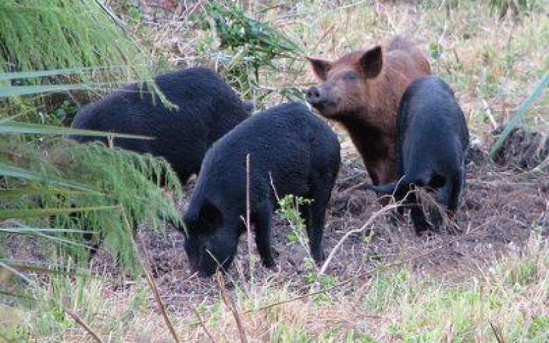 As Swine Flu Fear Spreads, Israeli Colonists Let Loose More Pigs into Palestinian Lands