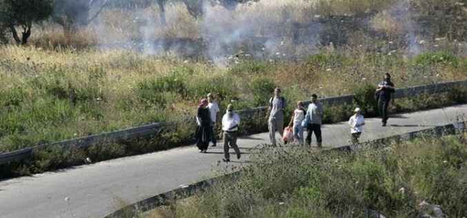 Burning Palestinian Lands; A New-Old Israeli Colonists Policy