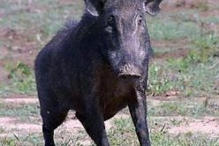 الخنازير البرية تجتاح الاراضي الفلسطينية و تدمر الاراضي الزراعية و الممتلكات