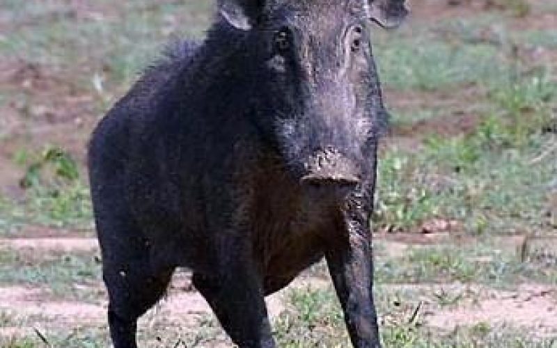 الخنازير البرية تجتاح الاراضي الفلسطينية و تدمر الاراضي الزراعية و الممتلكات