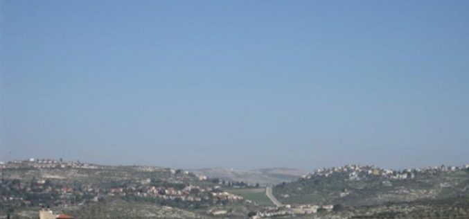 Israeli Colonists Uproot Tens of Olive Seedlings in Kafr Kaddum village