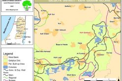 مستوطنون إسرائيليون يقتلعون العشرات من اشجار الزيتون في قرية كفر قدوم