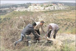 Uprooting 35 Olive Trees in Kafr Kaddum