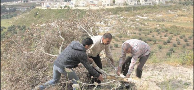 اقتلاع وتدمير 35 شجرة زيتون مثمرة  في قرية كفر قدوم