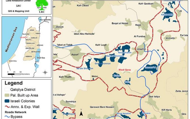 Uprooting 13 olive trees in Wadi Qana