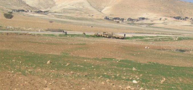 Torching Tens of Dunums in Um al Qaba in the Northern Jordan Valley