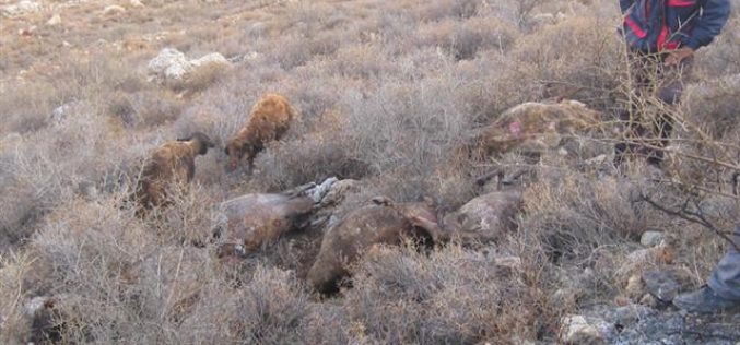 Israeli Colonists Burn 17 Sheep Belonging to A Palestinian Herder in Khirbet Al Taweel – Aqraba