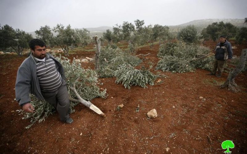 Destroying more than 270 Olive Trees in Duma and Qusra