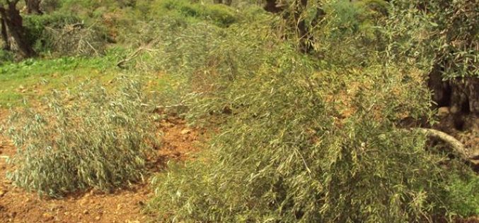 مستوطنو مستوطنة براخا  يتلفون بشكل جزئي 42 شجرة زيتون في قرية بورين – محافظة نابلس
