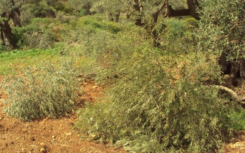 مستوطنو مستوطنة براخا  يتلفون بشكل جزئي 42 شجرة زيتون في قرية بورين – محافظة نابلس