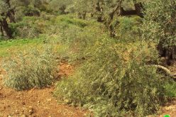 Brakha Colonists Partially Damage 42 Olive Trees in Burin – Nablus Governorate