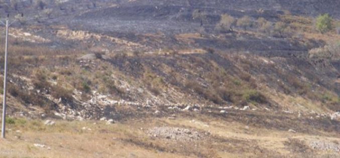 إضرام النار في حقول القمح في قريتي  مادما وفرعتا – محافظة نابلس