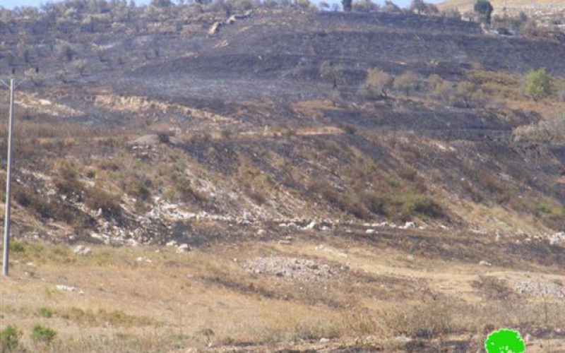 Setting Wheat Fields Ablaze in Far’ata and Madama – Nablus Governorate