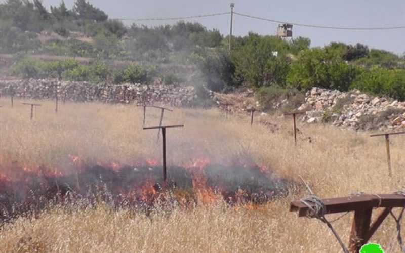 إضرام النار في الأراضي الزراعية  بلدة بيت أمر في محافظة الخليل