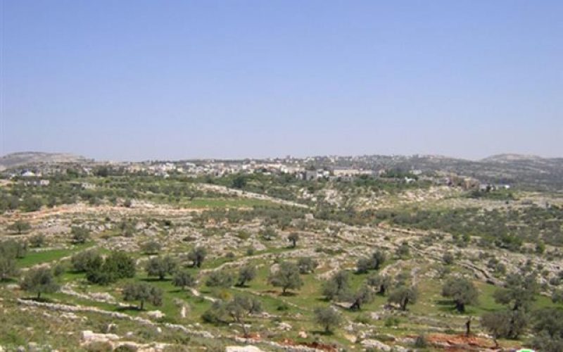 The Israeli Occupation Army torches tens of fields in Bil’in – Ramallah governorate