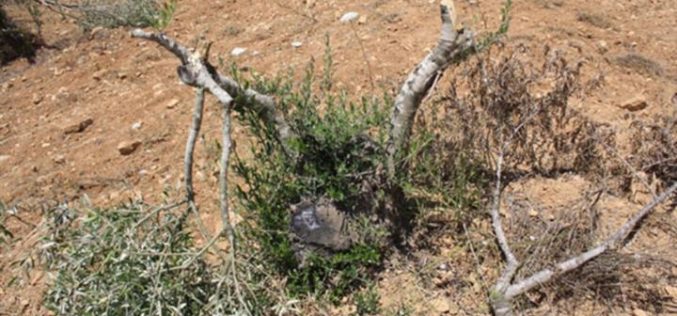قطع وإتلاف 51 شجرة زيتون قرية سنجل- محافظة رام الله