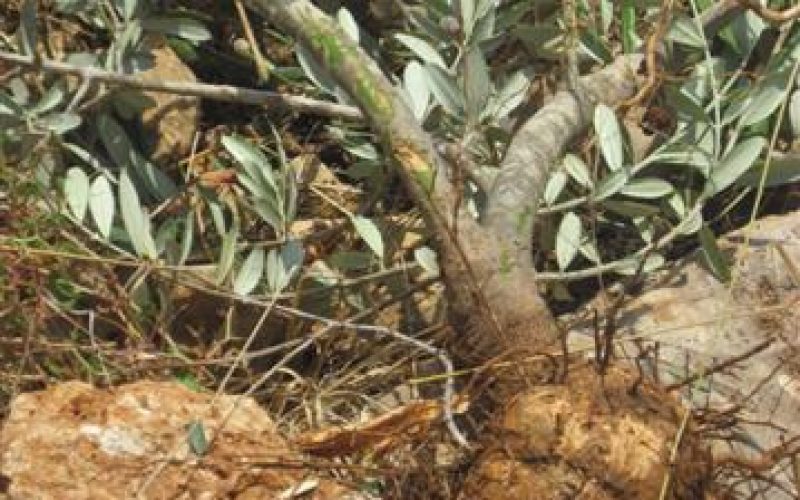 The Israeli Occupation Uproots 300 Olive Seedlings in Wadi Qana – Salfit Governorate