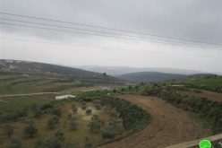 إتلاف 60 شجرة زيتون في قرية جينصافوط – محافظة قلقيلية