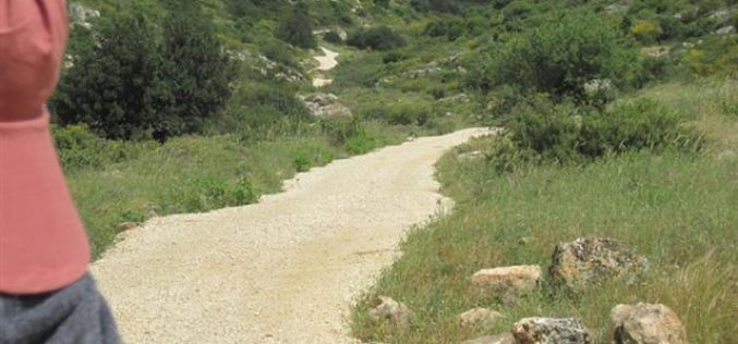 ربط المستوطنات الإسرائيلية في واد قانا بشبكة طرق  واحدة – محافظة  سلفيت