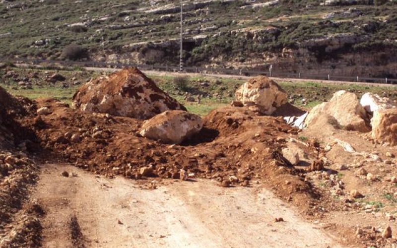 Colonists of Shavot Rahil Uproot 60 Olive Trees of Qaruit Lands – Nablus Governorate