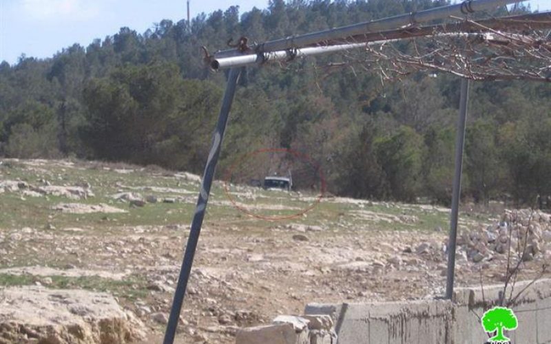 Ma’oun Colonists Unleash their Cattle in Palestinian Lands