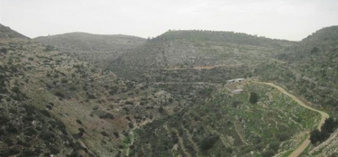 The Damaging of a Number of Olive Trees in the Village of Burin in Nablus Governorate