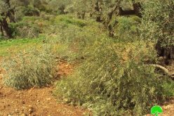 مستوطنو مستوطنة نحلئيل يتلفون 75 شجرة زيتون في قرية بيتللو