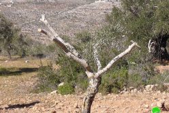 مستوطنون  يقطعون 40 شجرة زيتون مثمرة في قرية  قريوت – محافظة نابلس