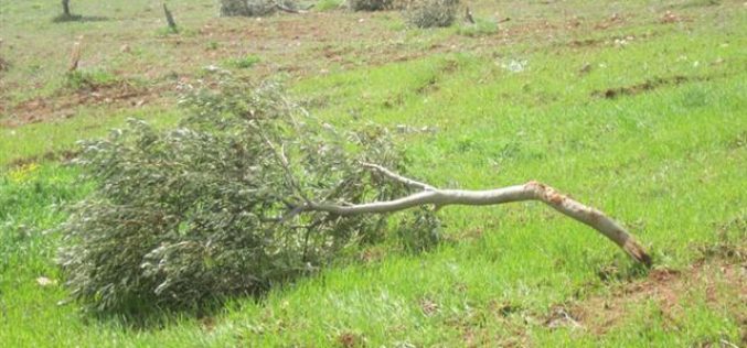 مستوطنو  مستوطنة  جلعاد زوهر يتلفون 25 شجرة زيتون في  قرية فرعتا