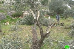 Colonists Ravage Trees in Beit Ummar