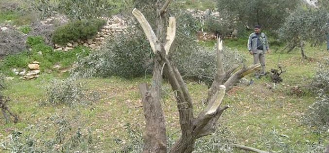 Colonists Ravage Trees in Beit Ummar