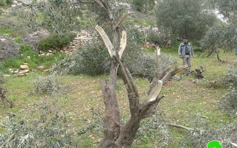 Colonists Ravage Trees in Beit Ummar