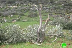 مستوطني  مستوطنة عادي عاد يتلفون 220 شجرة زيتون في قرية دوما – محافظة  نابلس