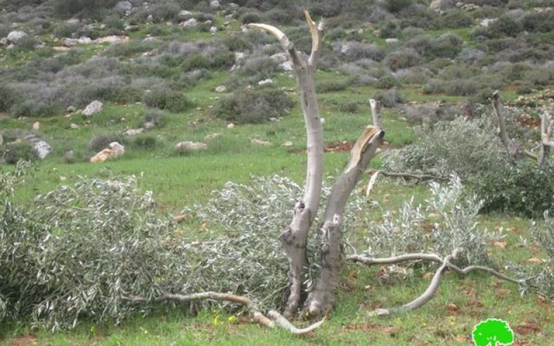 Israeli Settlers Ravage 220 Olive Trees