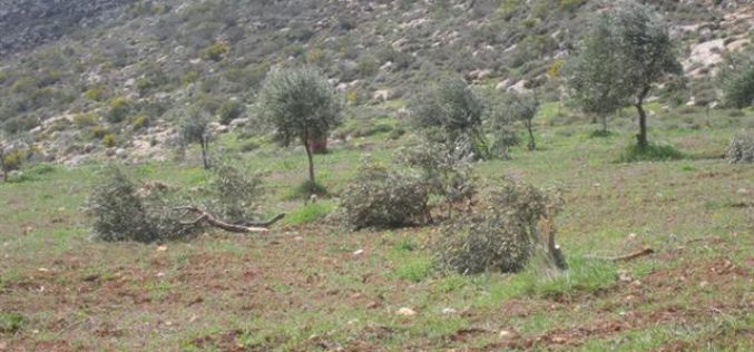 Gilad Zohar colonists ravage 25 olive trees in Far’atta village